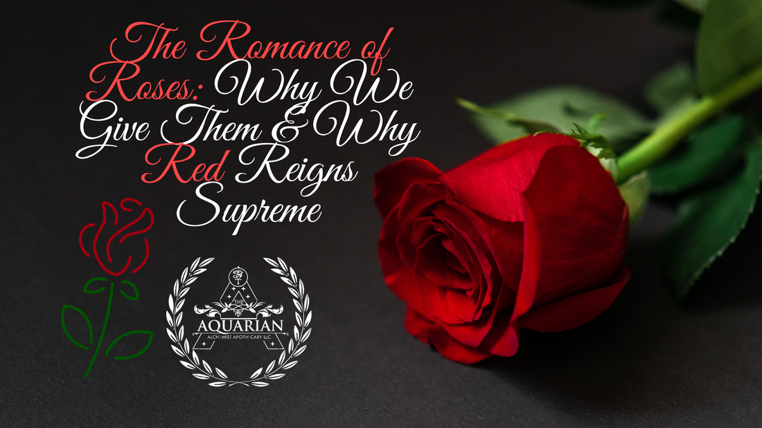 The Romance of Roses: Why We Give Them & Why Red Reigns Supreme